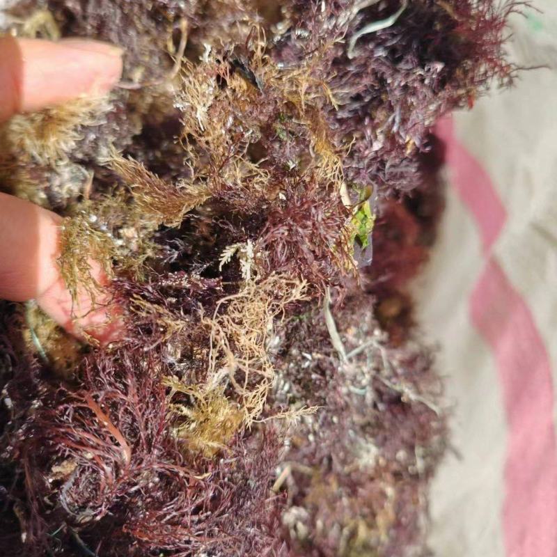 精品凉粉菜石花菜一手货源，品质保证，量大从优，可视频