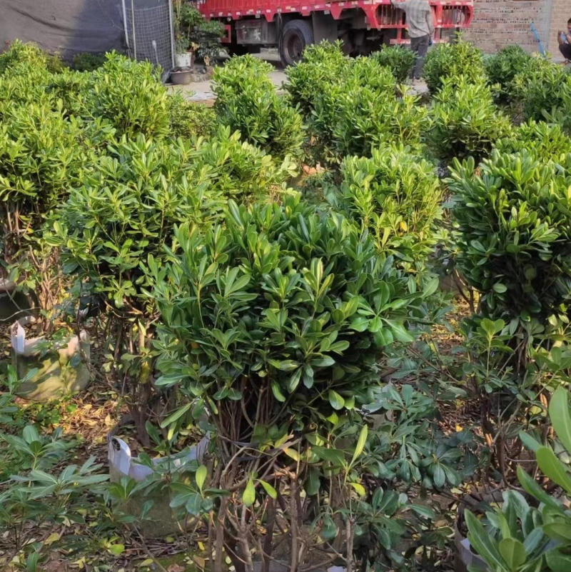 海桐球80～1米基地直销规格齐全质量优质欢迎来电
