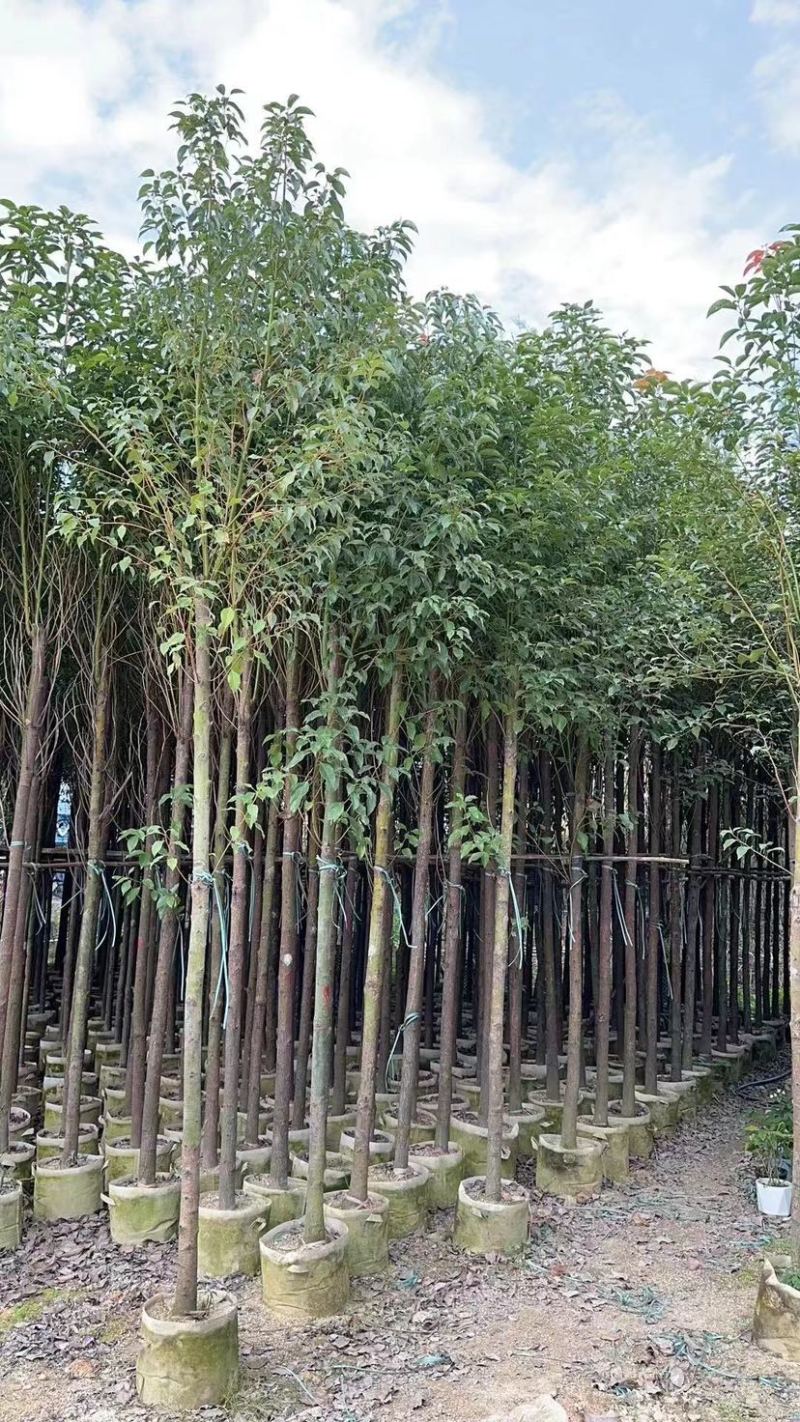 香樟3～5公分基地直销规格齐全欢迎来电咨询合作