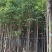 香樟3～5公分基地直销规格齐全欢迎来电咨询合作