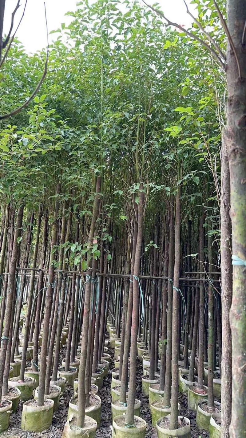 香樟3～5公分基地直销规格齐全欢迎来电咨询合作