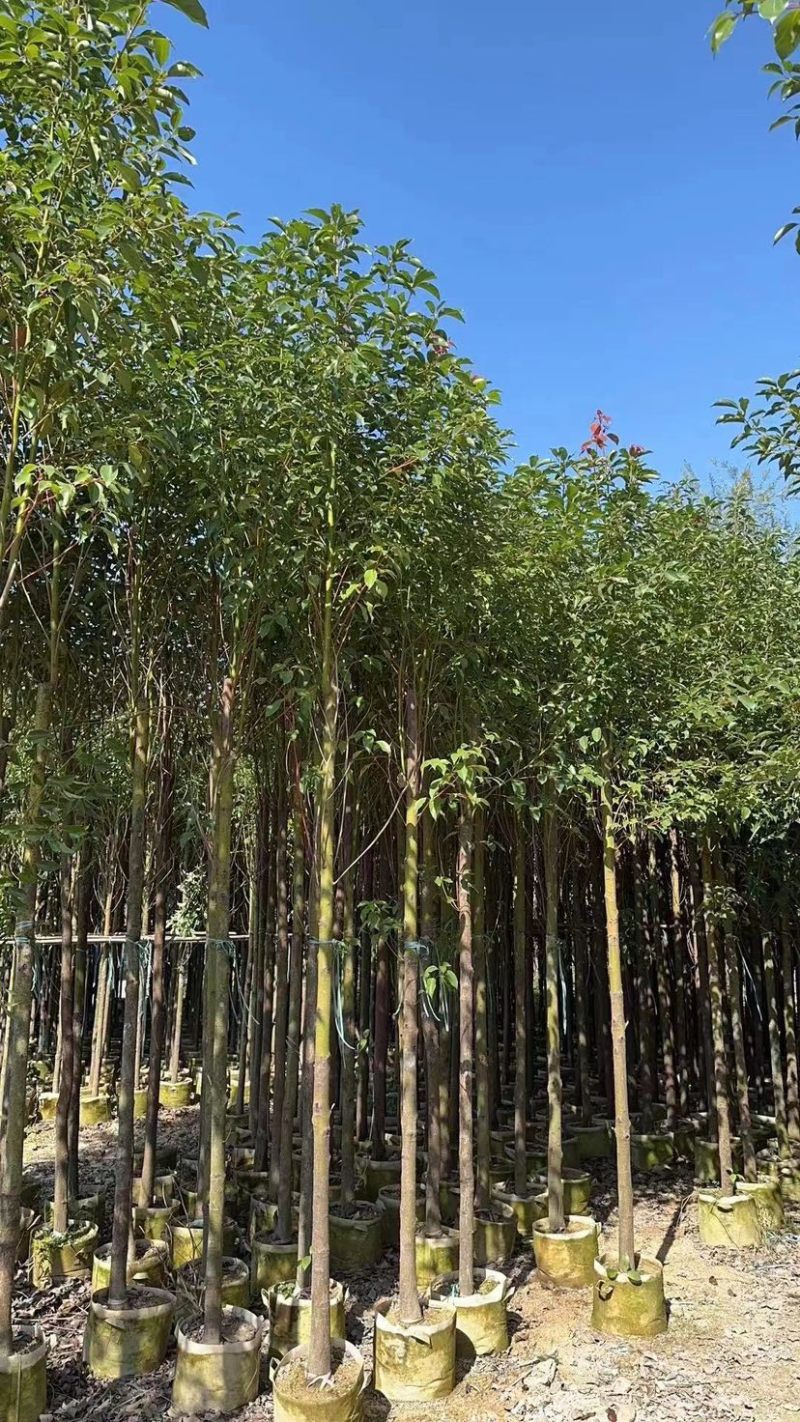 香樟3～5公分基地直销规格齐全欢迎来电咨询合作