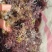 精品凉粉菜石花菜一手货源，品质保证，量大从优，可视频