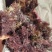精品凉粉菜石花菜一手货源，品质保证，量大从优，可视频