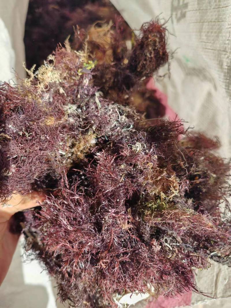 精品凉粉菜石花菜一手货源，品质保证，量大从优，可视频