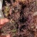 精品凉粉菜石花菜一手货源，品质保证，量大从优，可视频