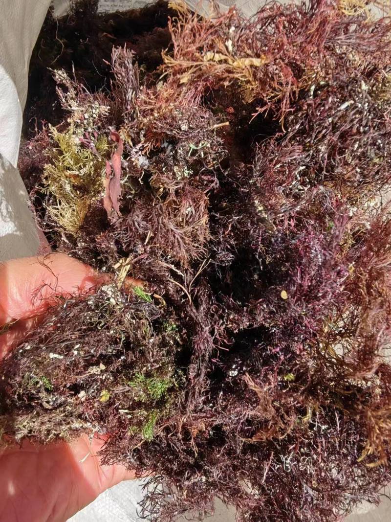 精品凉粉菜石花菜一手货源，品质保证，量大从优，可视频