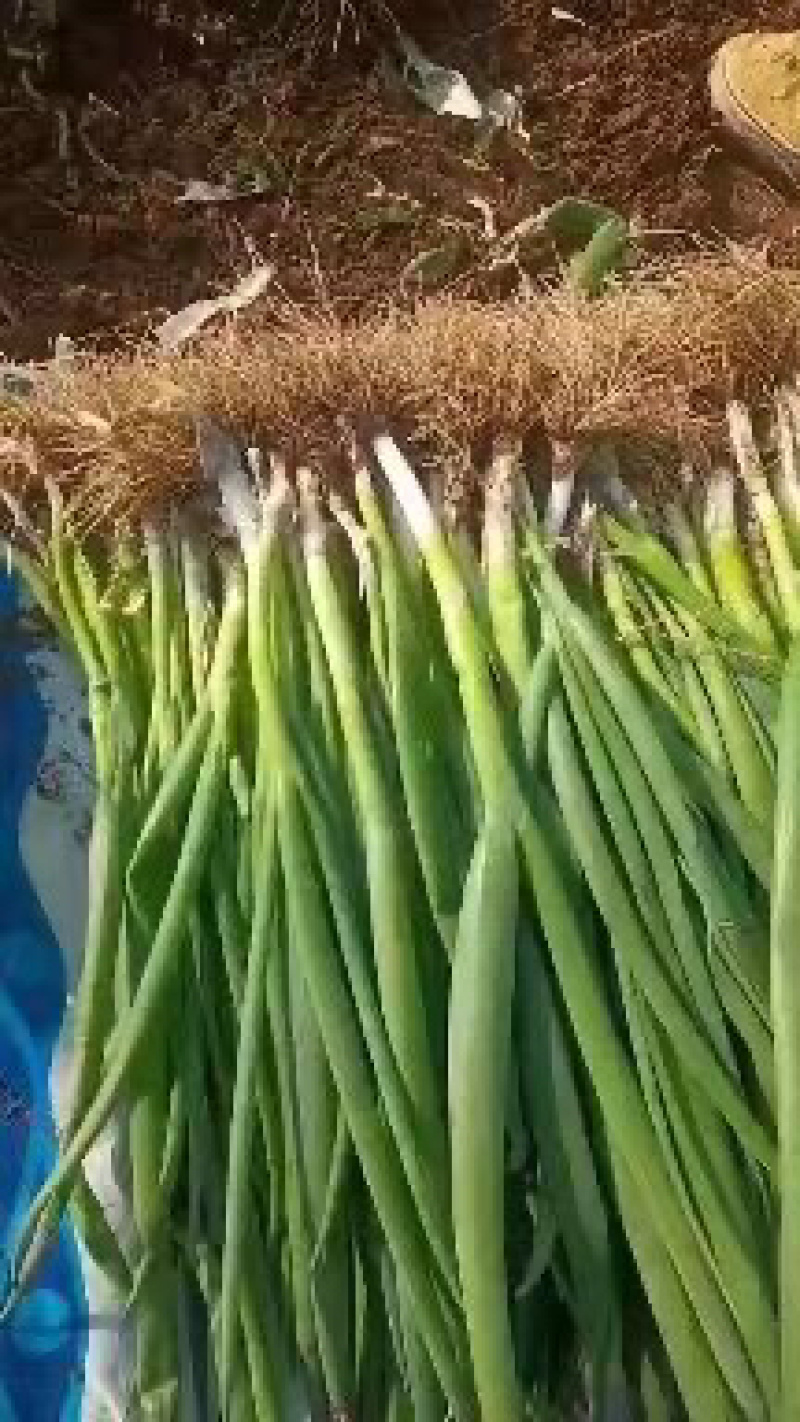 小香葱大量上市一手货源质量保证全国发货价格便宜