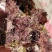 精品凉粉菜石花菜一手货源，品质保证，量大从优，可视频