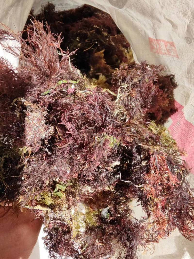 精品凉粉菜石花菜一手货源，品质保证，量大从优，可视频
