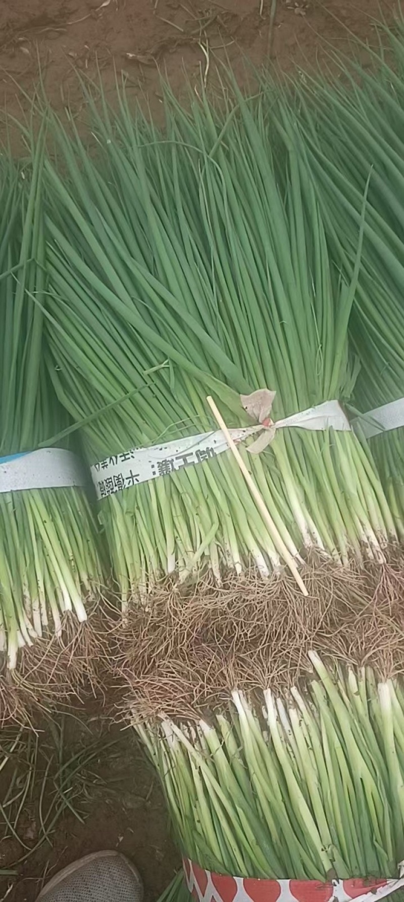 小香葱大量上市一手货源质量保证全国发货价格便宜