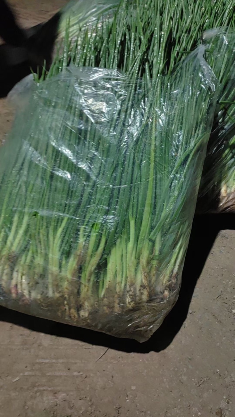 小香葱大量上市一手货源质量保证全国发货价格便宜