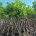 水翁树5～15公分基地直销规格齐全欢迎来电咨询合作