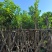 水翁树5～15公分基地直销规格齐全欢迎来电咨询合作