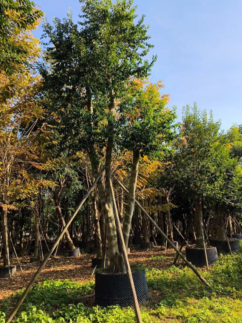 铁冬青（万紫千红）28～30公分基地直销规格齐全