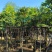 仁面子4～8公分基地直销规格齐全欢迎来电咨询合作
