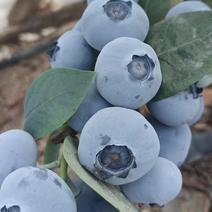 优质蓝莓-产地直发-全国对接-一件代发-