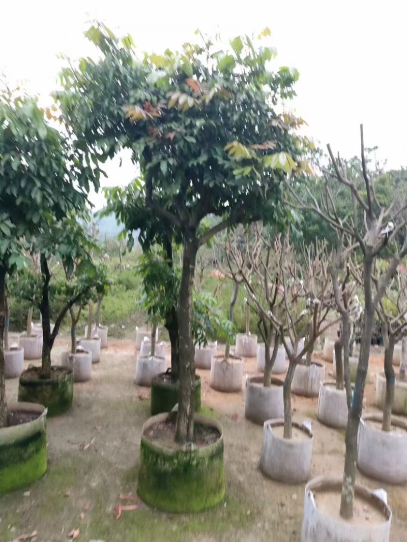 龙眼10～30公分基地直销规格齐全欢迎来电咨询合作