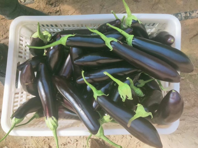 黑长茄烧烤茄子河南茄子货源充足质量保证价格便宜