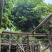 秋枫12～15公分基地直销规格齐全欢迎来电咨询合作