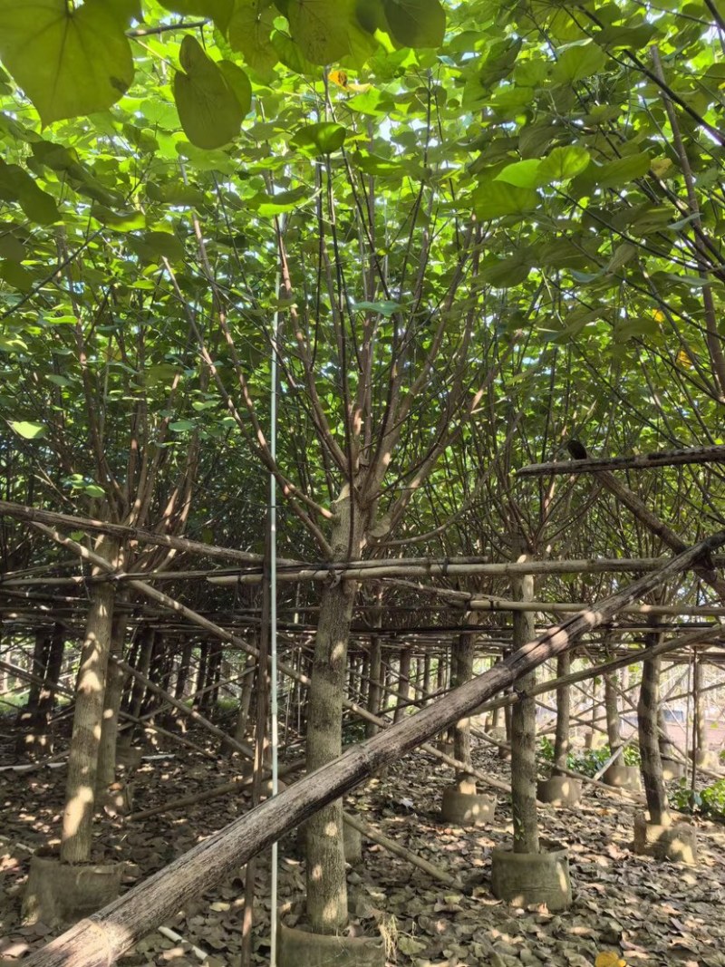 黄槿10～20公分基地直销规格齐全欢迎来电咨询合作