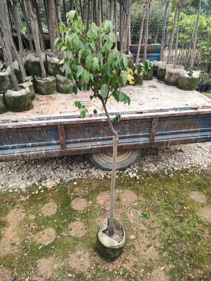杨桃树基地直销规格齐全欢迎来电咨询合作