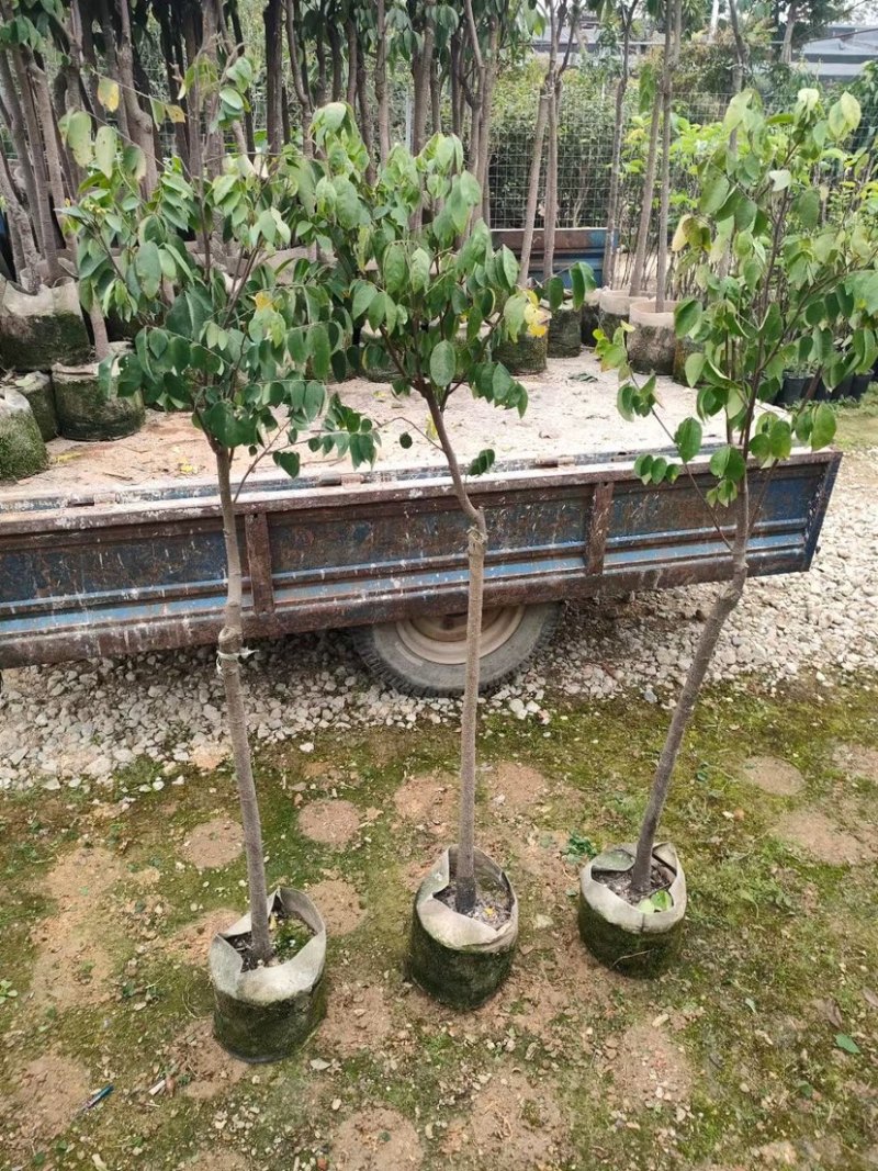杨桃树基地直销规格齐全欢迎来电咨询合作