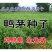 鸭茅种子护坡固土养殖牛羊鹅兔鱼鸡多年生牧草种子鸭茅草种