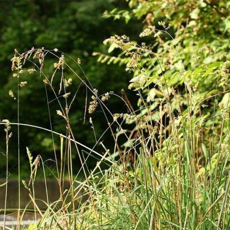 鸭茅种子护坡固土养殖牛羊鹅兔鱼鸡多年生牧草种子鸭茅草种