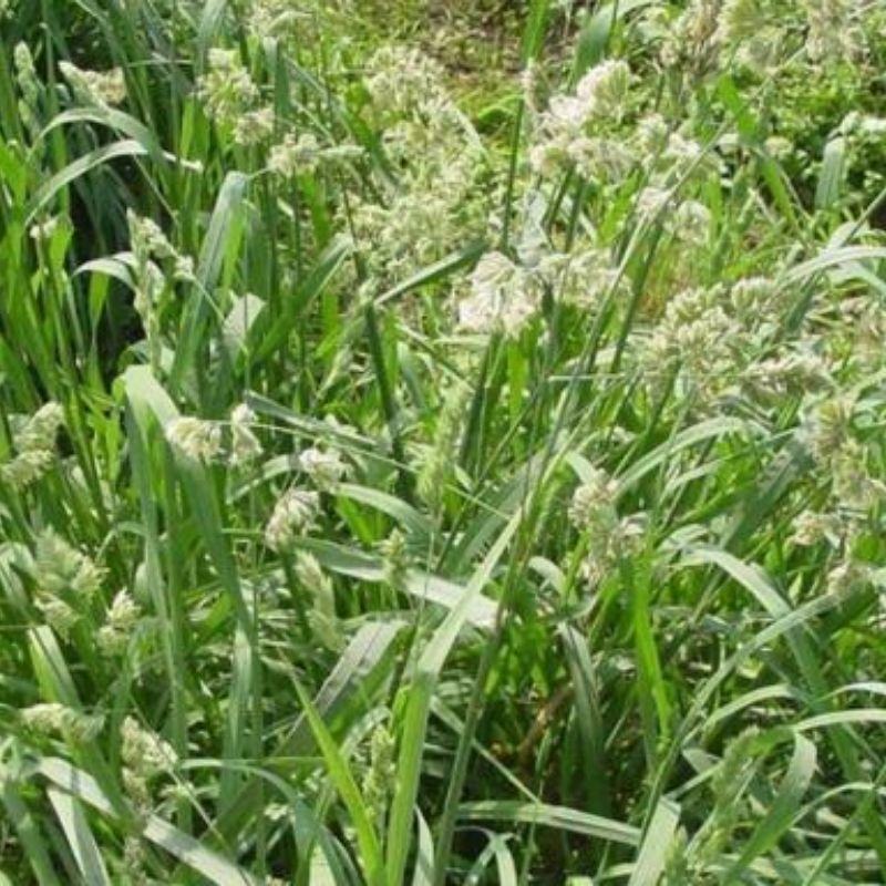 鸭茅种子护坡固土养殖牛羊鹅兔鱼鸡多年生牧草种子鸭茅草种