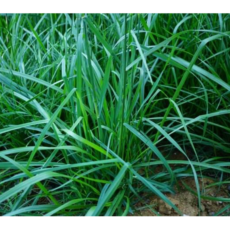 鸭茅种子护坡固土养殖牛羊鹅兔鱼鸡多年生牧草种子鸭茅草种