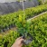 大叶小叶龙船花基地直销质量优质欢迎来电咨询合作
