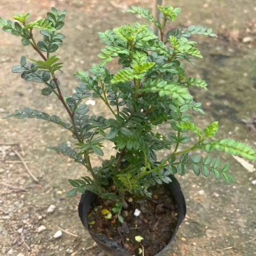 胡椒木中袋盆栽基地直销质量优质欢迎来电咨询合作