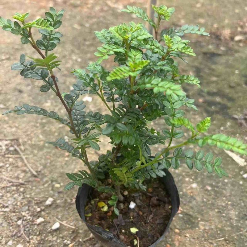 胡椒木中袋盆栽基地直销质量优质欢迎来电咨询合作
