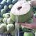 海南椰子新鲜带皮椰青当季水果孕妇正宗文昌青皮椰子包邮