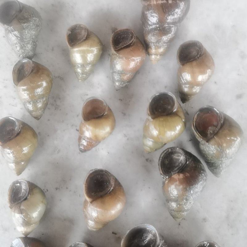 大量出售螺蛳
