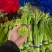 湖北精品新鲜蒜薹产地发货一手货源批发价格便宜欢迎合作