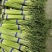 湖北精品新鲜蒜薹产地发货一手货源批发价格便宜欢迎合作
