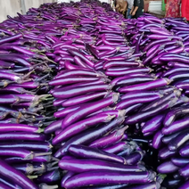 河南紫长茄子产地直发规格齐全代发全国价格美丽