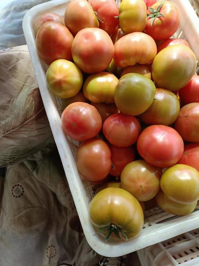【精品草莓柿子】大量供应，新鲜采摘量大从优，批发团购走货