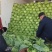 山东郯城圆包菜2斤左右，宣菜大量上市质量很好欢迎采购