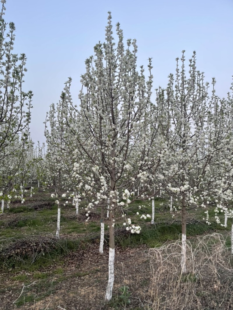 5公分彩叶豆梨，精品树形，专业修剪，大量供应
