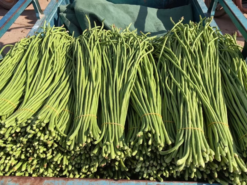 长豆角河南豆角顺长条批发电商加工厂一手货源