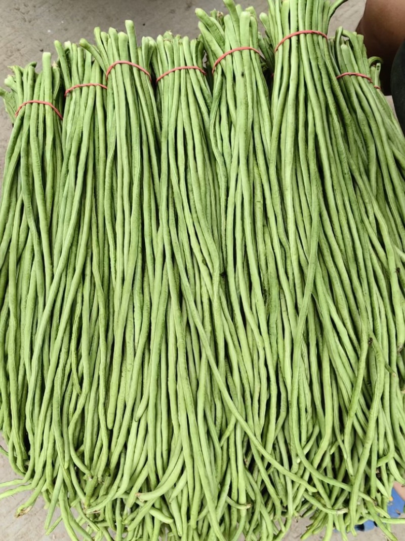 长豆角河南豆角顺长条批发电商加工厂一手货源