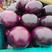 河南紫光园茄子个头均匀颜色黑紫货源充足代发全国