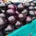 河南紫光园茄子个头均匀颜色黑紫货源充足代发全国
