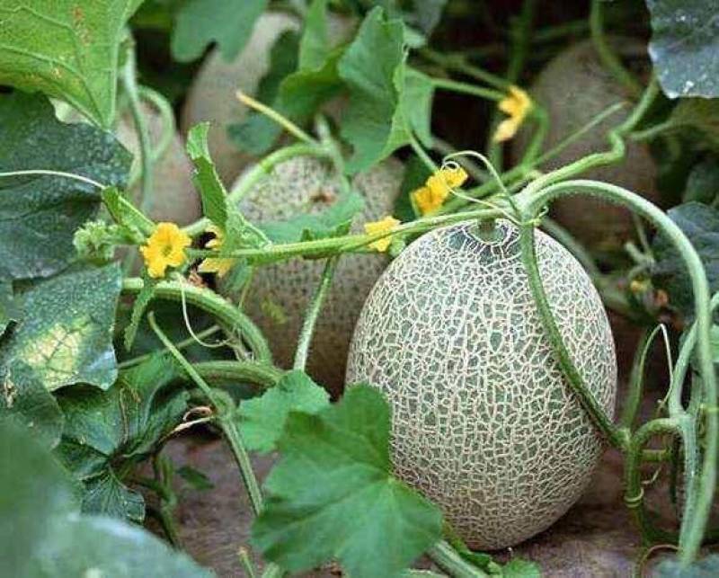 哈密瓜脆甜可口西州蜜一件也是批发价