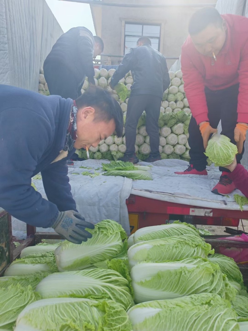 河南黄心大白菜个头均匀产地直发代发全国量大从优