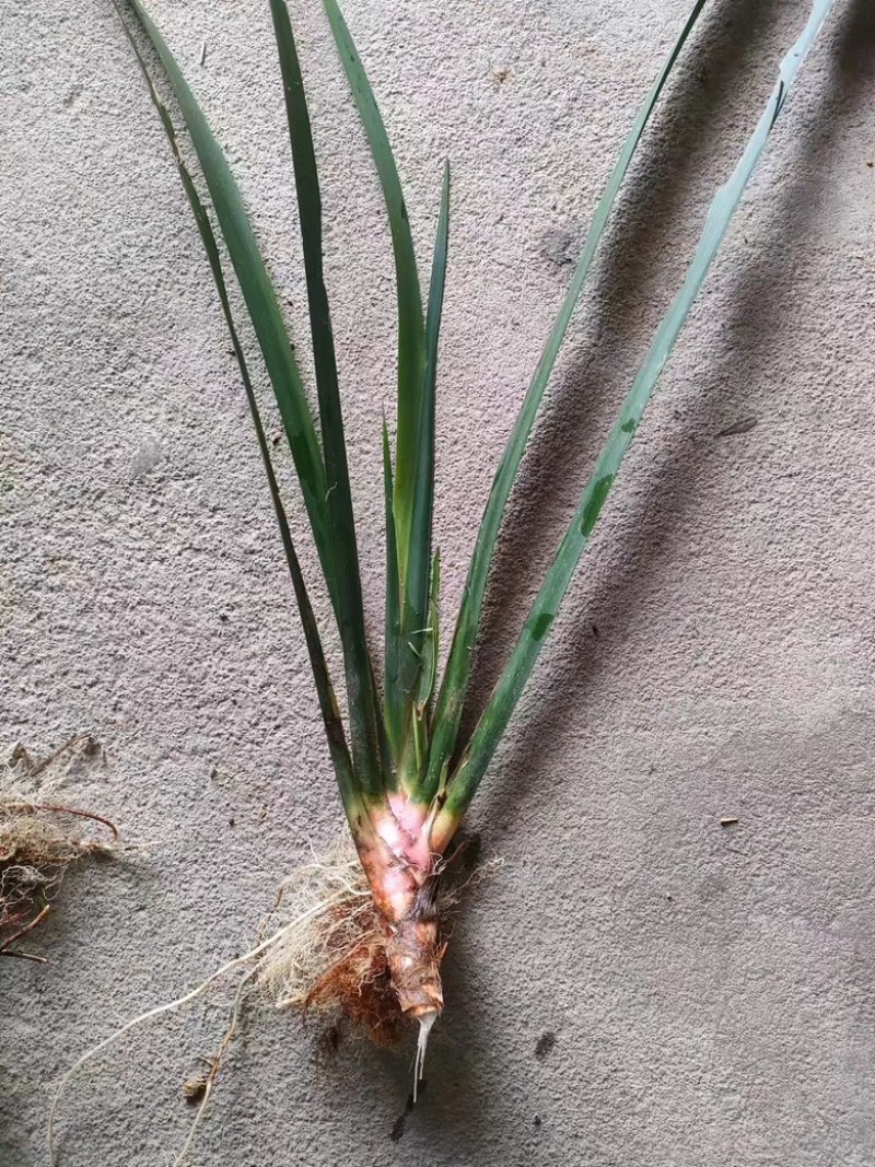红杆大叶石菖蒲苗