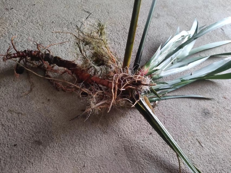 红杆大叶石菖蒲苗